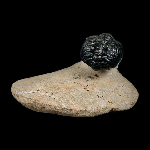 1.2" Reedops Cephalotes Trilobite Fossil Morocco Devonian Age 400 Mil Yrs Old COA - Fossil Age Minerals