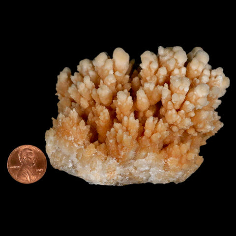 3.6" Botryoidal Aragonite Cave Calcite Crystal Cluster Mineral Specimen Morocco - Fossil Age Minerals