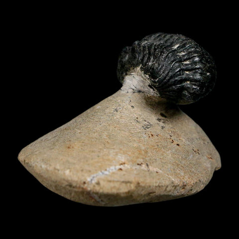 1.2" Reedops Cephalotes Trilobite Fossil Morocco Devonian Age 400 Mil Yrs Old COA - Fossil Age Minerals