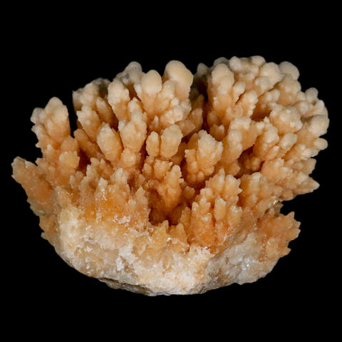 3.6" Botryoidal Aragonite Cave Calcite Crystal Cluster Mineral Specimen Morocco - Fossil Age Minerals