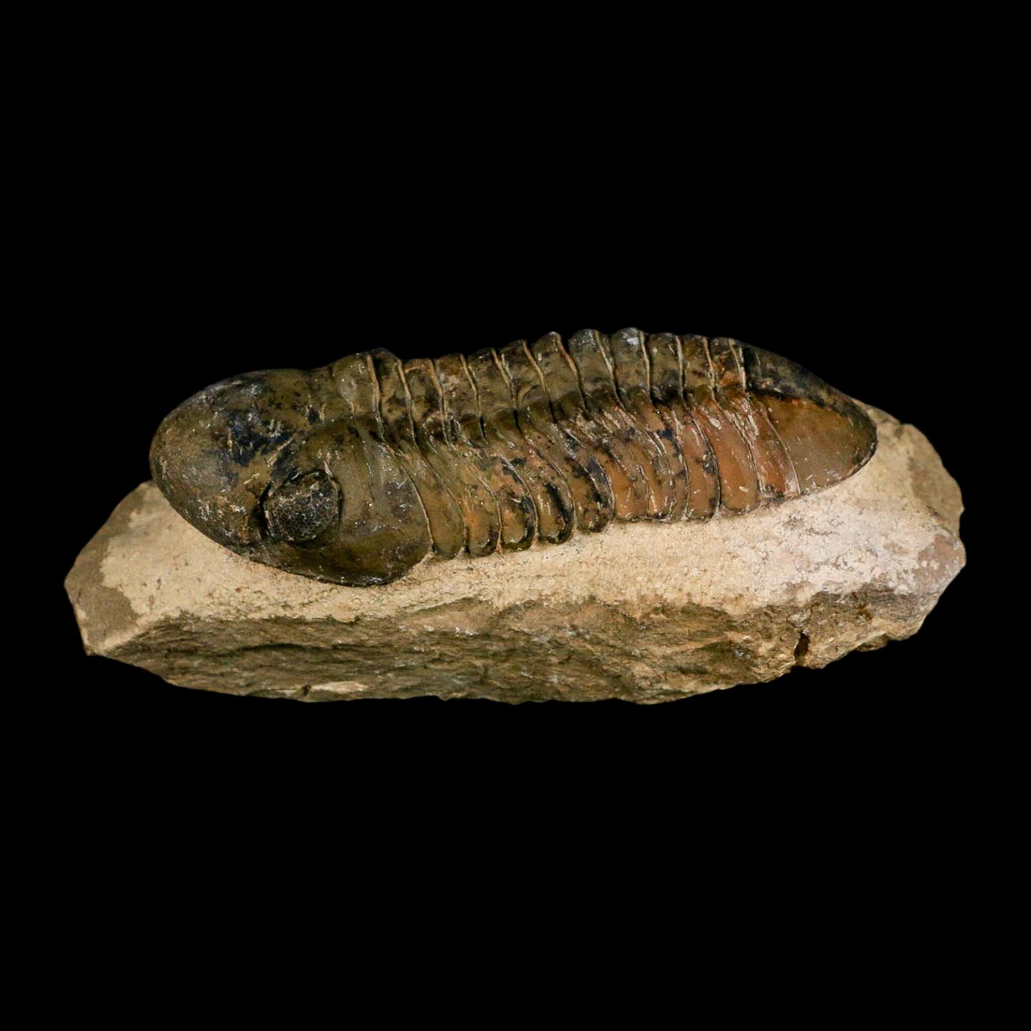 3" Reedops Cephalotes Trilobite Fossil Morocco Devonian Age 400 Mil Yrs Old COA - Fossil Age Minerals