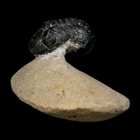 1.2" Reedops Cephalotes Trilobite Fossil Morocco Devonian Age 400 Mil Yrs Old COA - Fossil Age Minerals