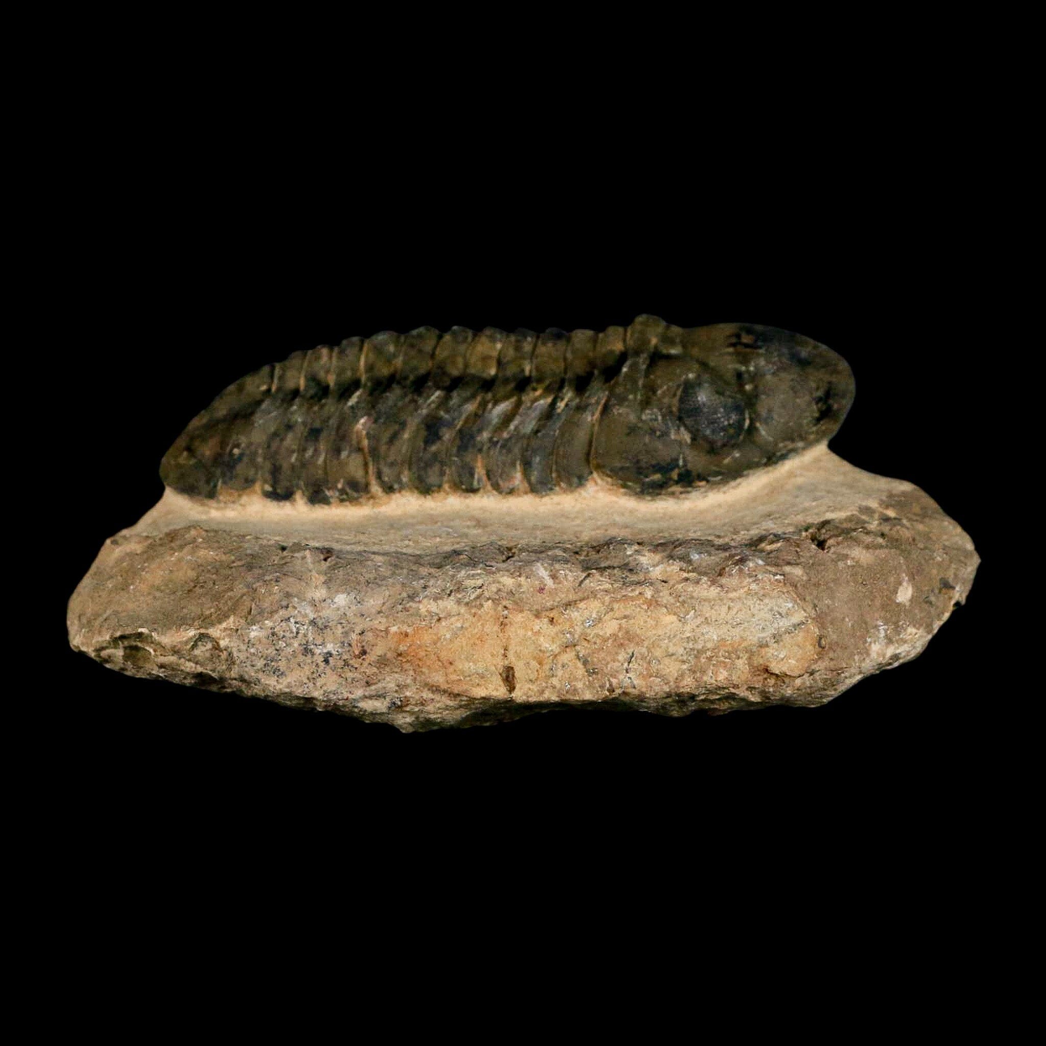 3" Reedops Cephalotes Trilobite Fossil Morocco Devonian Age 400 Mil Yrs Old COA - Fossil Age Minerals