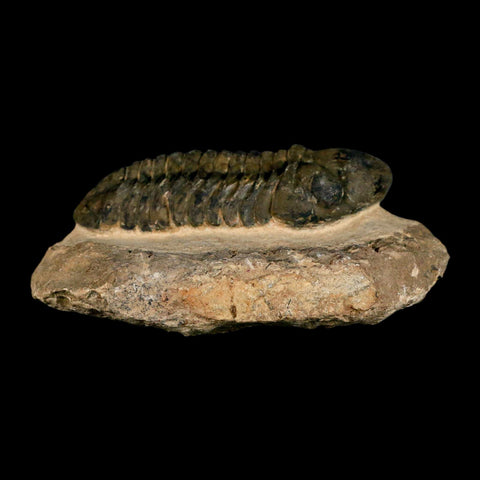 3" Reedops Cephalotes Trilobite Fossil Morocco Devonian Age 400 Mil Yrs Old COA - Fossil Age Minerals