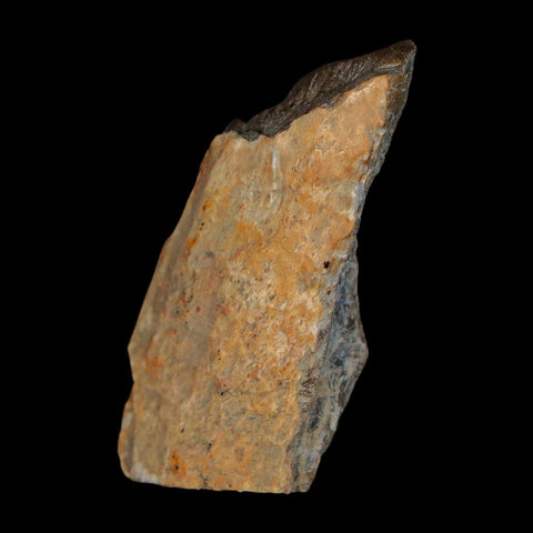 1.4" Tyrannosaurus Rex Fossil Bone Dinosaur Lance Creek Formation Wyoming COA