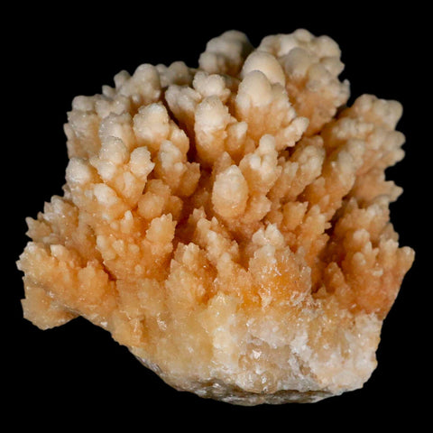 3.6" Botryoidal Aragonite Cave Calcite Crystal Cluster Mineral Specimen Morocco - Fossil Age Minerals