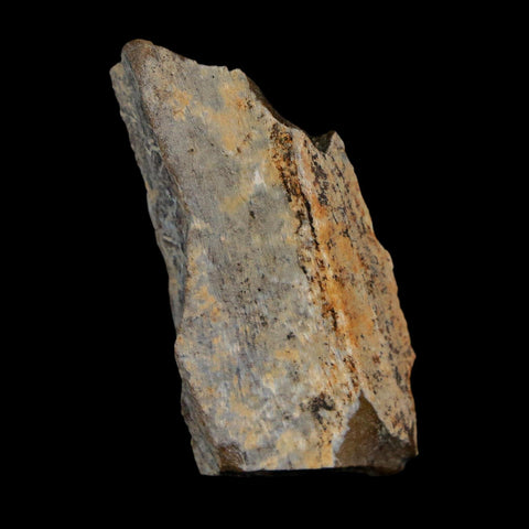 1.4" Tyrannosaurus Rex Fossil Bone Dinosaur Lance Creek Formation Wyoming COA