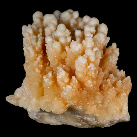 3.6" Botryoidal Aragonite Cave Calcite Crystal Cluster Mineral Specimen Morocco - Fossil Age Minerals
