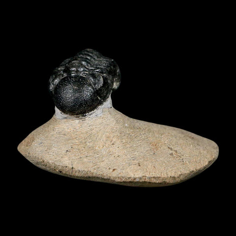 1.2" Reedops Cephalotes Trilobite Fossil Morocco Devonian Age 400 Mil Yrs Old COA - Fossil Age Minerals