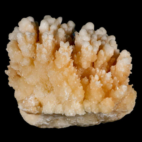 3.6" Botryoidal Aragonite Cave Calcite Crystal Cluster Mineral Specimen Morocco - Fossil Age Minerals