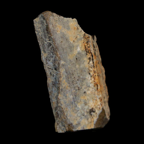 1.4" Tyrannosaurus Rex Fossil Bone Dinosaur Lance Creek Formation Wyoming COA