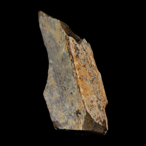 1.4" Tyrannosaurus Rex Fossil Bone Dinosaur Lance Creek Formation Wyoming COA