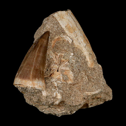 1.5" Mosasaur Baugei Fossil Tooth In Matrix Cretaceous Dinosaur Era COA - Fossil Age Minerals