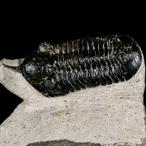 3.2" Morocconites Malladoides Trilobite Fossil Morocco Devonian Age Display COA - Fossil Age Minerals