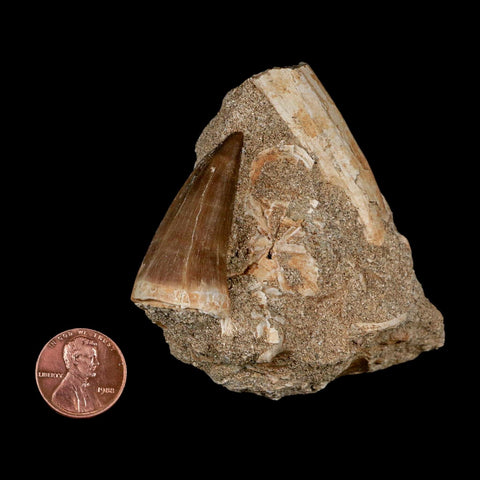 1.5" Mosasaur Baugei Fossil Tooth In Matrix Cretaceous Dinosaur Era COA - Fossil Age Minerals