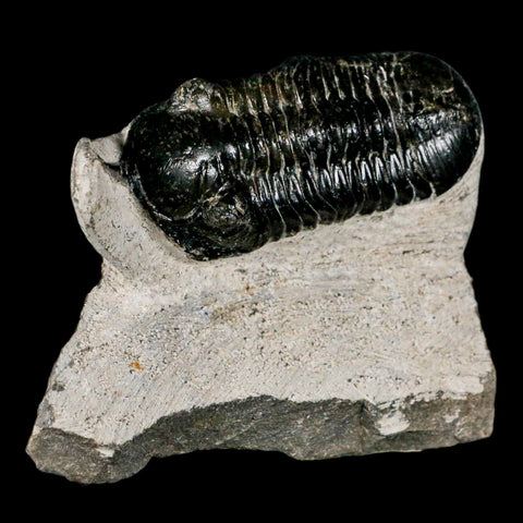 3.2" Morocconites Malladoides Trilobite Fossil Morocco Devonian Age Display COA - Fossil Age Minerals