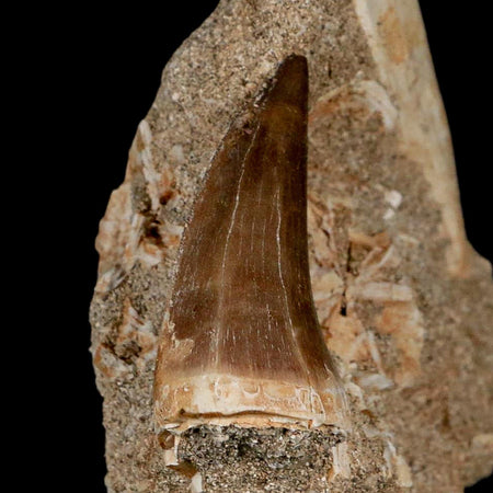 1.5" Mosasaur Baugei Fossil Tooth In Matrix Cretaceous Dinosaur Era COA