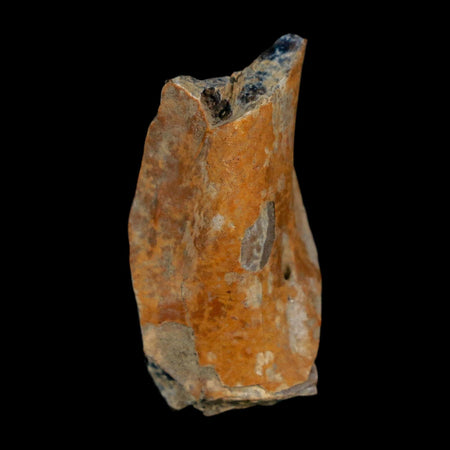 1.3" Tyrannosaurus Rex Fossil Bone Dinosaur Lance Creek Formation Wyoming COA