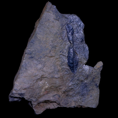 2.5" Unknown Leaf  66-56 Mil Yrs Old Paleocene Age Raton Formation Colorado - Fossil Age Minerals