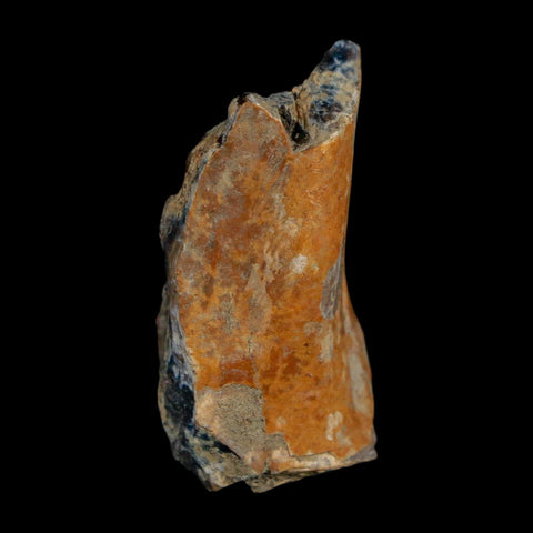 1.3" Tyrannosaurus Rex Fossil Bone Dinosaur Lance Creek Formation Wyoming COA