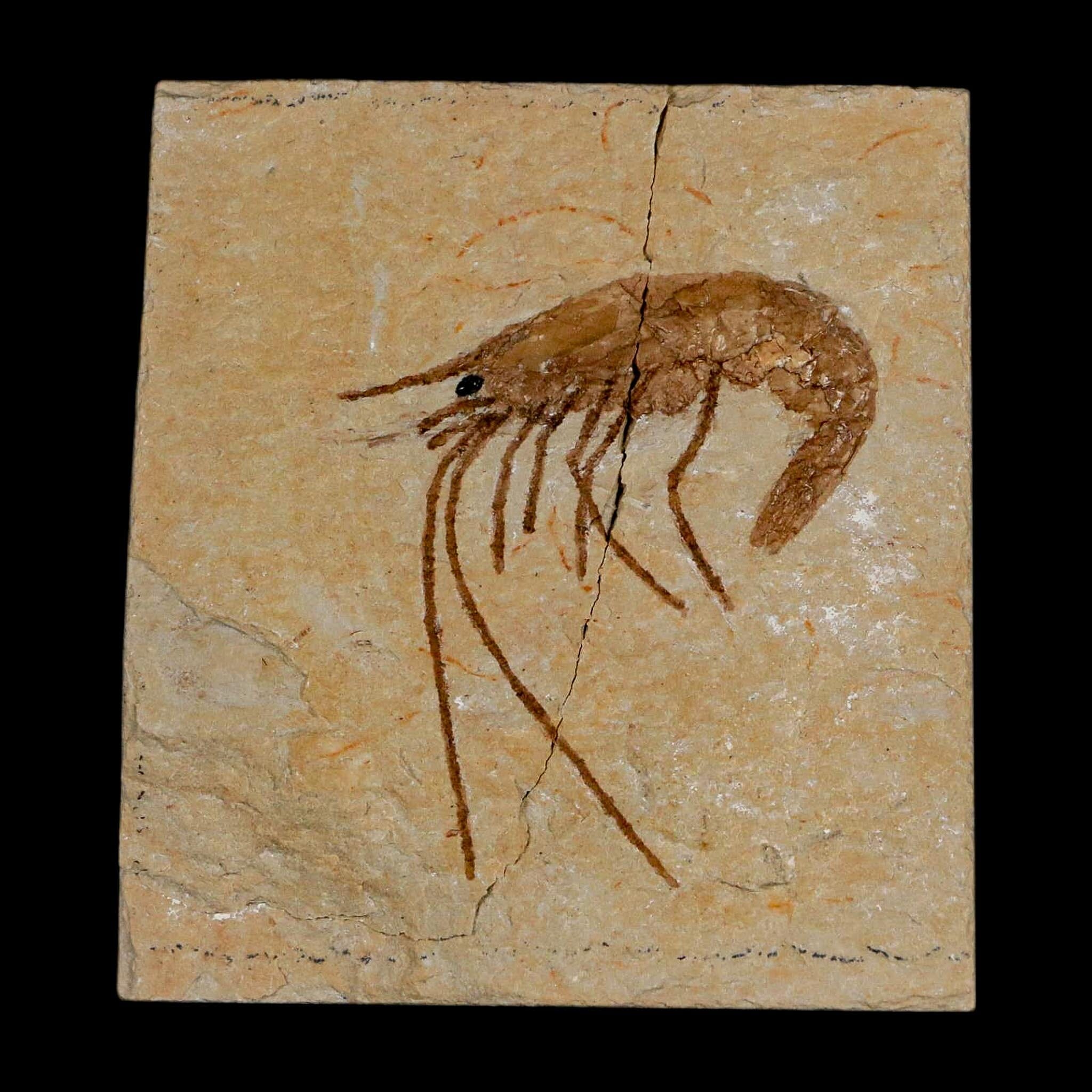1.4" Fossil Shrimp Carpopenaeus Cretaceous Age 100 Mil Yrs Old Lebanon COA - Fossil Age Minerals
