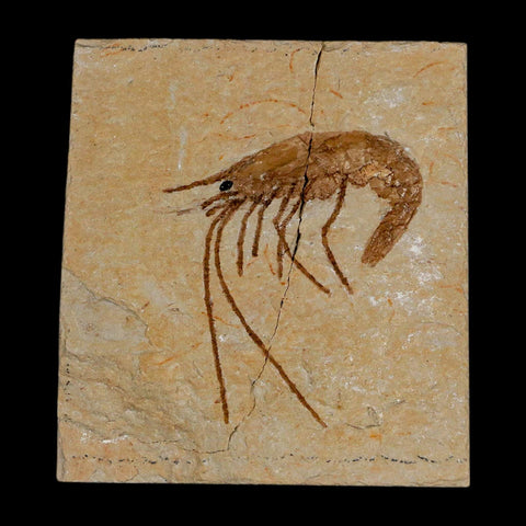1.4" Fossil Shrimp Carpopenaeus Cretaceous Age 100 Mil Yrs Old Lebanon COA - Fossil Age Minerals