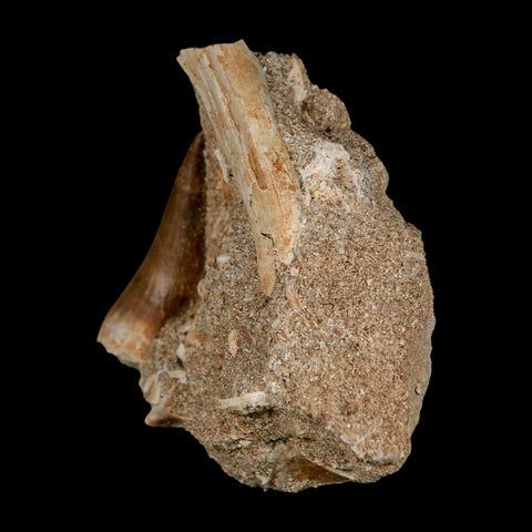 1.5" Mosasaur Baugei Fossil Tooth In Matrix Cretaceous Dinosaur Era COA - Fossil Age Minerals