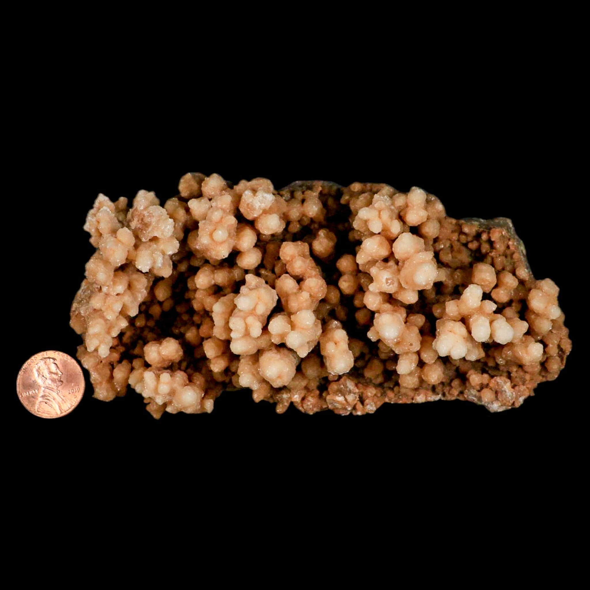 5.3" Botryoidal Aragonite Cave Calcite Crystal Cluster Mineral Specimen Morocco - Fossil Age Minerals