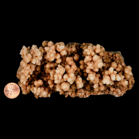 5.3" Botryoidal Aragonite Cave Calcite Crystal Cluster Mineral Specimen Morocco - Fossil Age Minerals