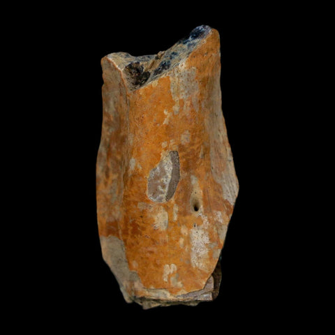 1.3" Tyrannosaurus Rex Fossil Bone Dinosaur Lance Creek Formation Wyoming COA