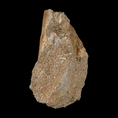 1.5" Mosasaur Baugei Fossil Tooth In Matrix Cretaceous Dinosaur Era COA - Fossil Age Minerals