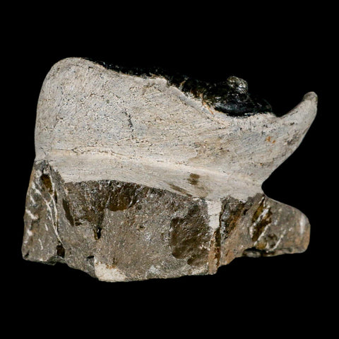 3.2" Morocconites Malladoides Trilobite Fossil Morocco Devonian Age Display COA - Fossil Age Minerals