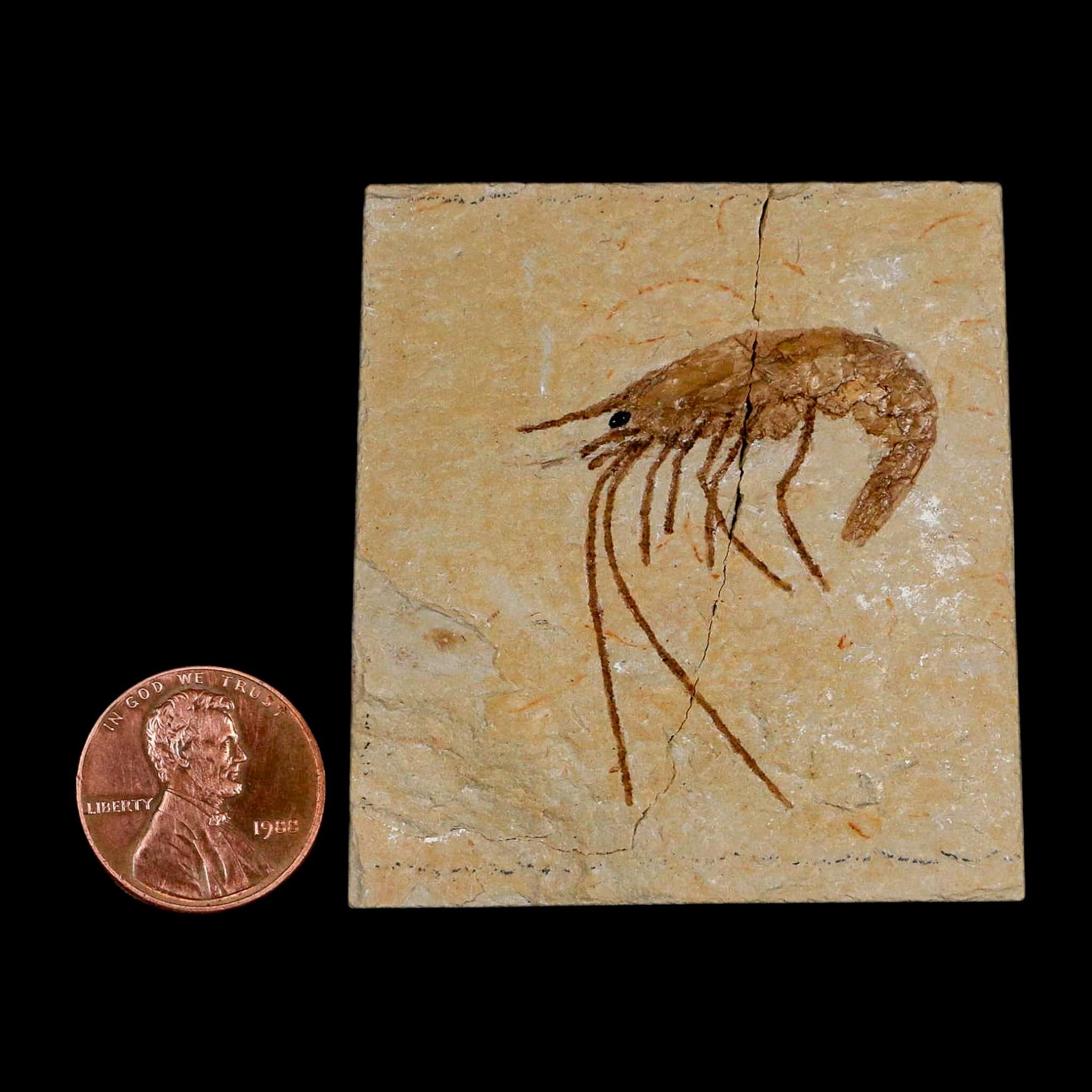 1.4" Fossil Shrimp Carpopenaeus Cretaceous Age 100 Mil Yrs Old Lebanon COA - Fossil Age Minerals