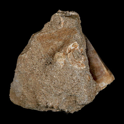 1.5" Mosasaur Baugei Fossil Tooth In Matrix Cretaceous Dinosaur Era COA - Fossil Age Minerals