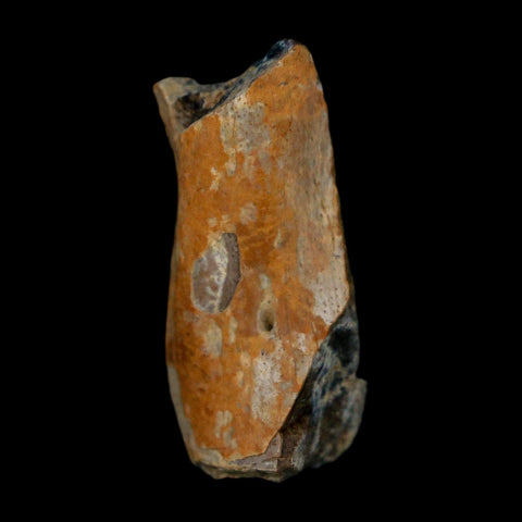 1.3" Tyrannosaurus Rex Fossil Bone Dinosaur Lance Creek Formation Wyoming COA