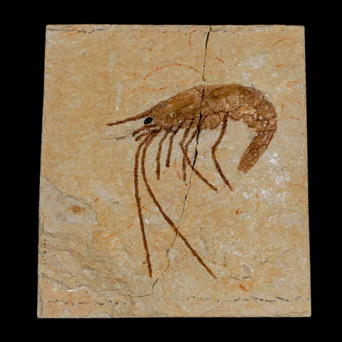 1.4" Fossil Shrimp Carpopenaeus Cretaceous Age 100 Mil Yrs Old Lebanon COA - Fossil Age Minerals