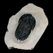 2" Metacanthina Issoumourensis Trilobite Fossil Devonian Age 400 Mil Yrs Old COA