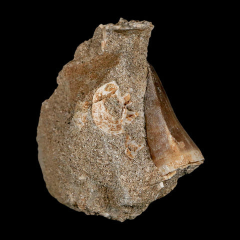 1.5" Mosasaur Baugei Fossil Tooth In Matrix Cretaceous Dinosaur Era COA - Fossil Age Minerals