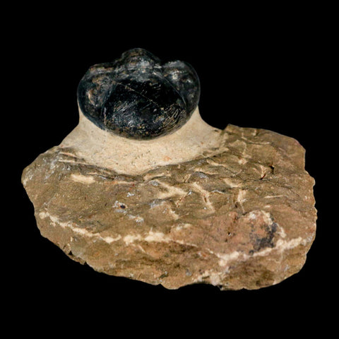 2.8" Reedops Cephalotes Trilobite Fossil Morocco Devonian Age 400 Mil Yrs Old COA - Fossil Age Minerals