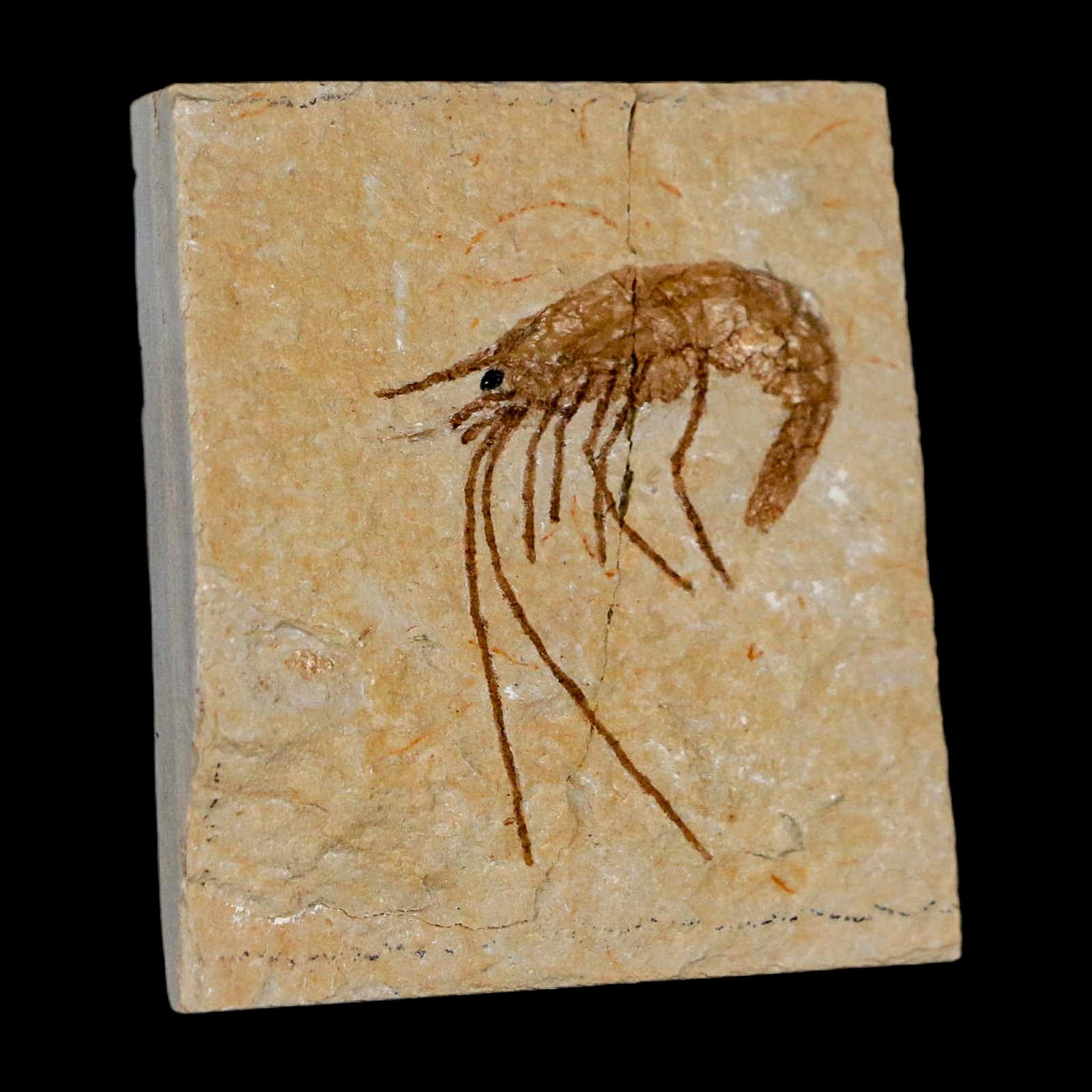 1.4" Fossil Shrimp Carpopenaeus Cretaceous Age 100 Mil Yrs Old Lebanon COA - Fossil Age Minerals
