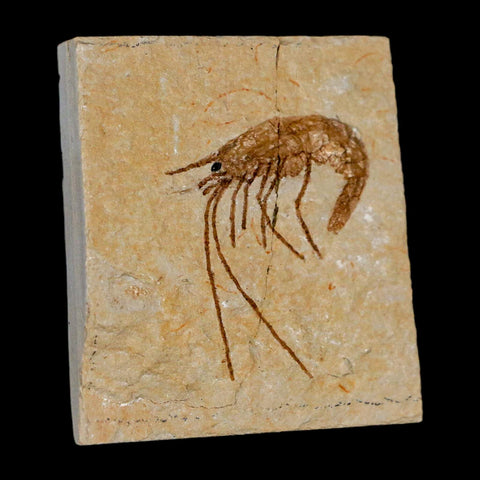 1.4" Fossil Shrimp Carpopenaeus Cretaceous Age 100 Mil Yrs Old Lebanon COA - Fossil Age Minerals