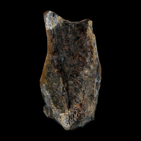 1.3" Tyrannosaurus Rex Fossil Bone Dinosaur Lance Creek Formation Wyoming COA