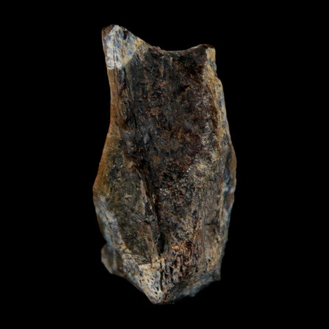 1.3" Tyrannosaurus Rex Fossil Bone Dinosaur Lance Creek Formation Wyoming COA