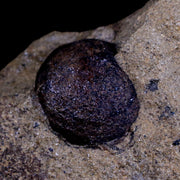 4.2" Carpolithus SP Seed 66-56 Mil Yrs Old Paleocene Age Raton Formation Colorado