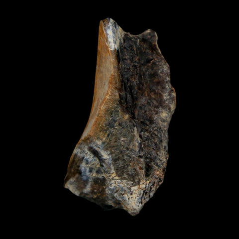 1.3" Tyrannosaurus Rex Fossil Bone Dinosaur Lance Creek Formation Wyoming COA