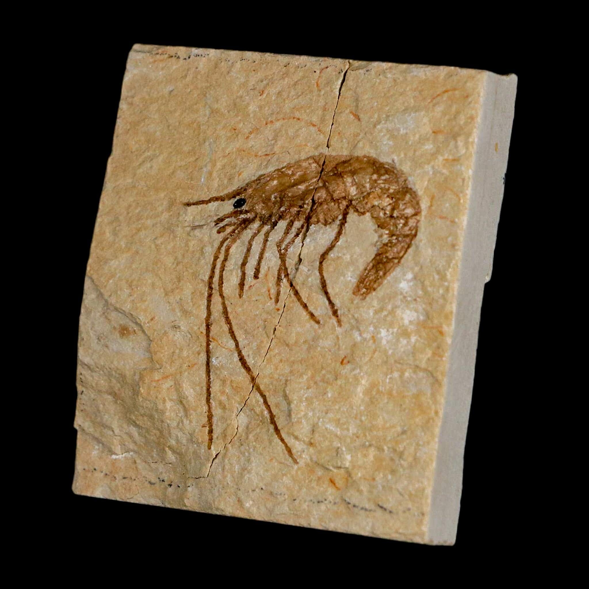 1.4" Fossil Shrimp Carpopenaeus Cretaceous Age 100 Mil Yrs Old Lebanon COA - Fossil Age Minerals