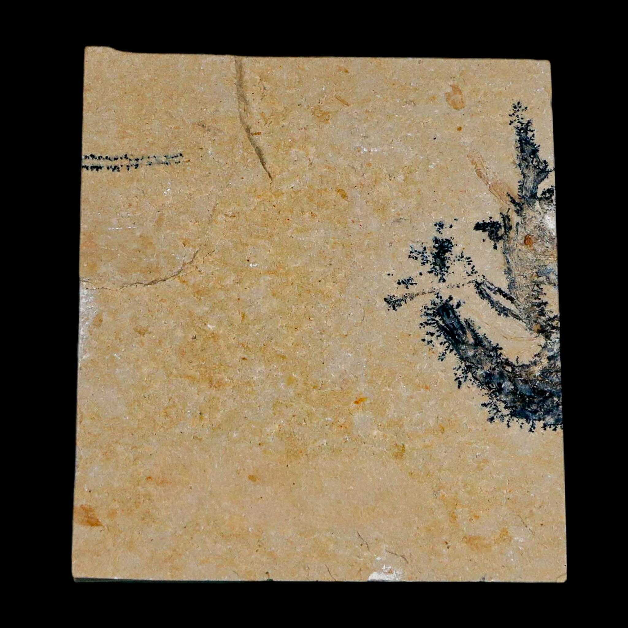 1.4" Fossil Shrimp Carpopenaeus Cretaceous Age 100 Mil Yrs Old Lebanon COA - Fossil Age Minerals