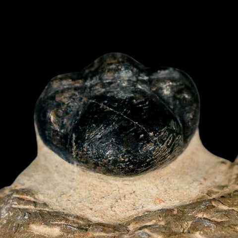2.8" Reedops Cephalotes Trilobite Fossil Morocco Devonian Age 400 Mil Yrs Old COA - Fossil Age Minerals