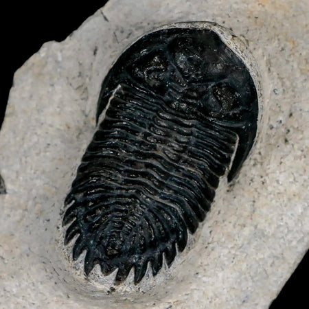 2" Metacanthina Issoumourensis Trilobite Fossil Devonian Age 400 Mil Yrs Old COA