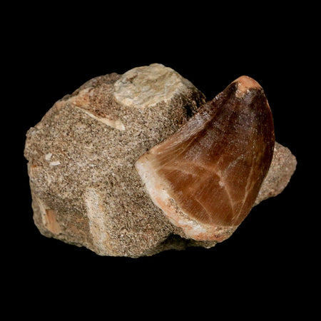 1.6" Mosasaur Prognathodon Fossil Tooth In Matrix Cretaceous Dinosaur Era COA